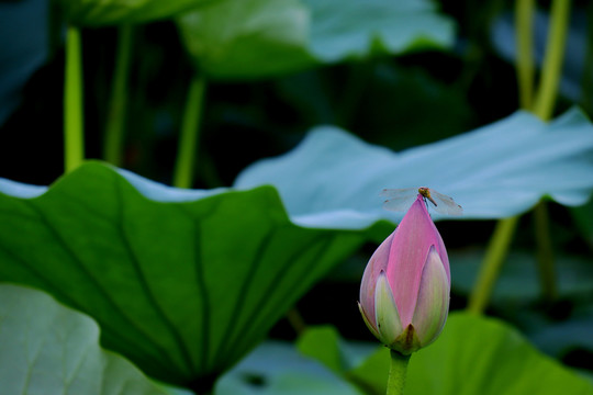 荷花与蜻蜓