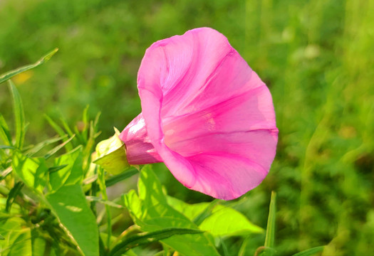 牵牛花