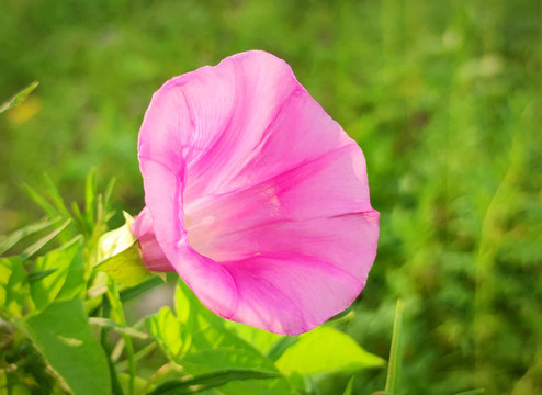 牵牛花