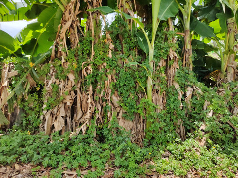 芭蕉藤蔓绿色植物背景图片