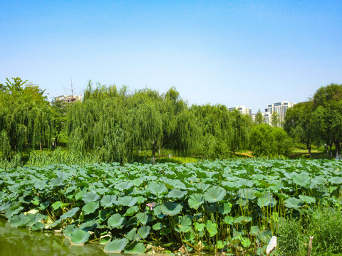 湖景房