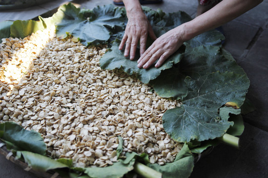 四川传统豆瓣制作过程铺南瓜叶