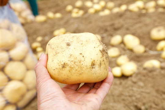 手里拿着土豆