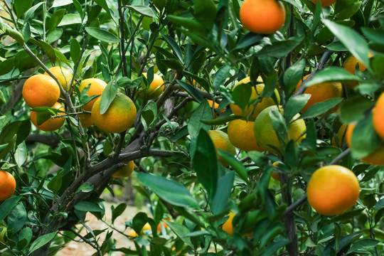 树上结着椪柑橘