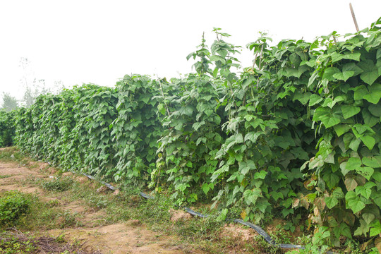 園子里種著四季豆