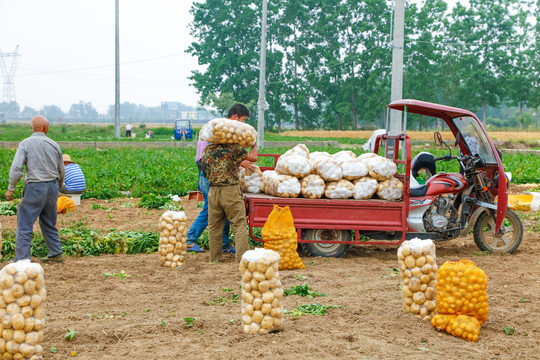 农民正在收土豆