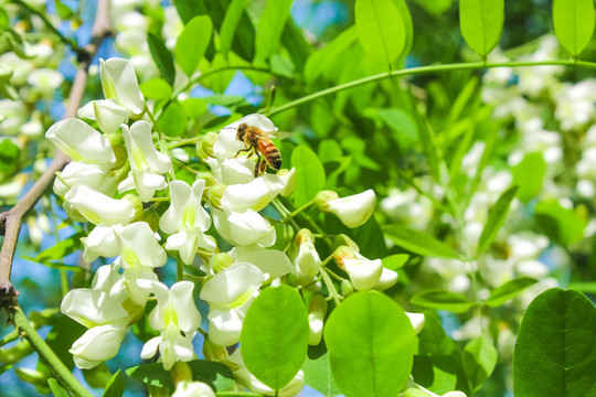 槐树槐花