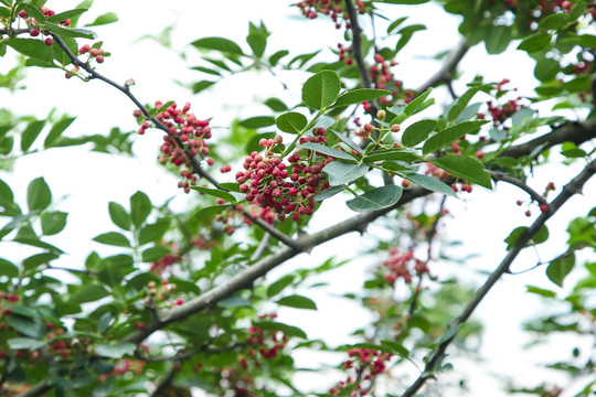 树上的花椒