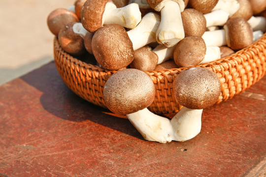 篮子里的小蘑菇