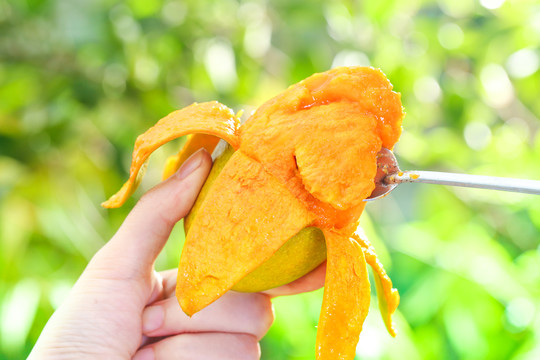 勺子里的椰香芒果肉