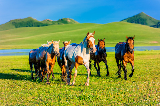 牧民趕馬過泡子