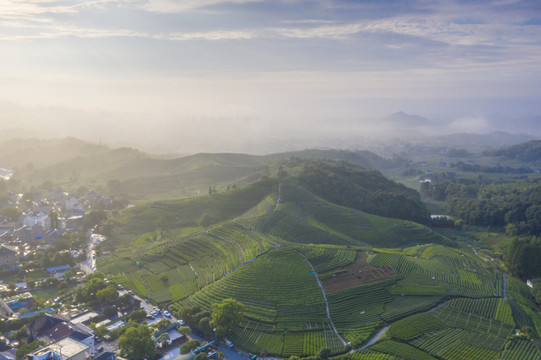 杭州龙坞龙井茶园