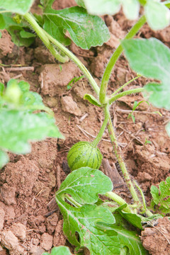 农田里种植的西瓜