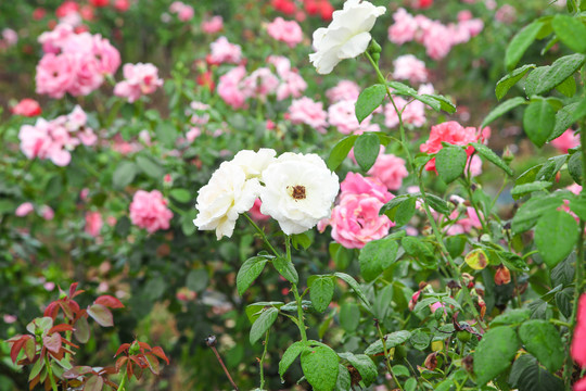 田地里种植的月季花