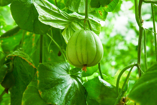 大棚里种植物的蔬菜