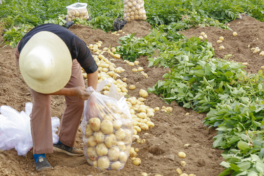 农民在收土豆