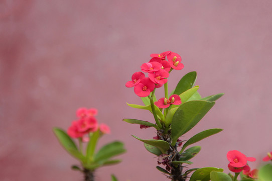 麒麟刺花枝