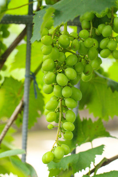 青葡萄种植
