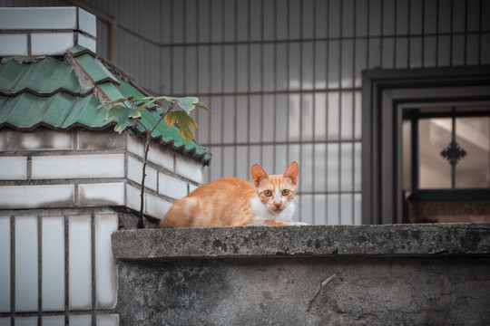 橘猫