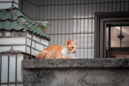 墙上的橘猫