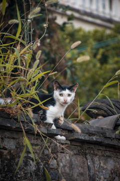 墙头上的小猫咪