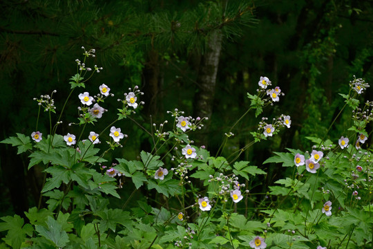 野棉花