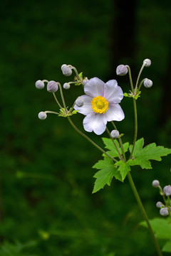 野棉花