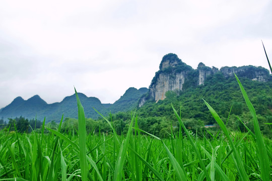 荔波茂兰国家级自然保护区