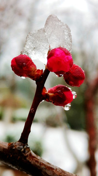 傲雪腊梅