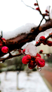 傲雪腊梅