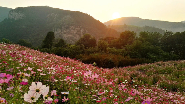 格桑花