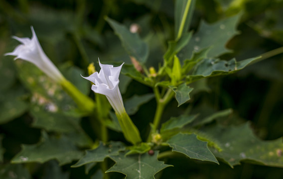 凤茄花