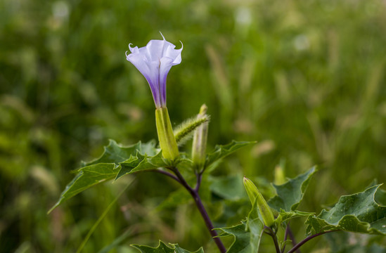 串筋花