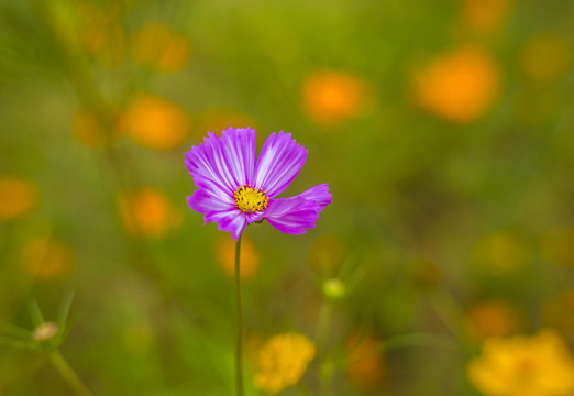 格桑花