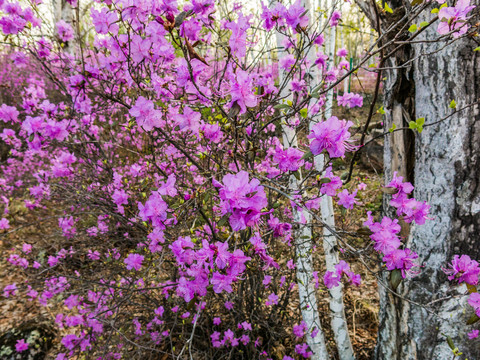 春季杜鹃花白桦树