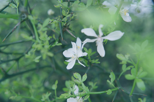 绿植枳花