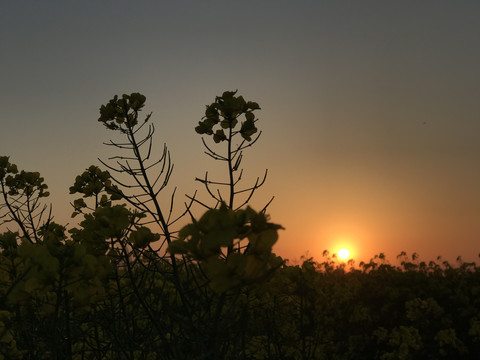 高邮湖湖上花海夕阳