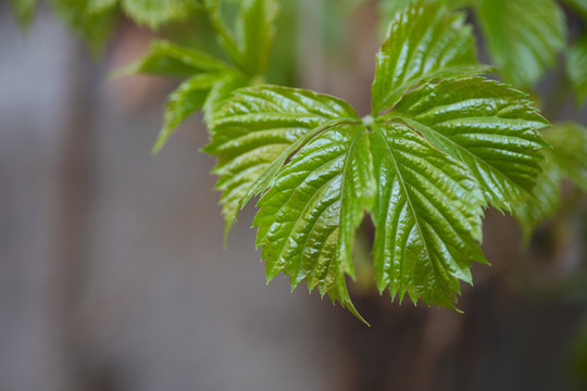 春天长出来的爬山虎嫩叶