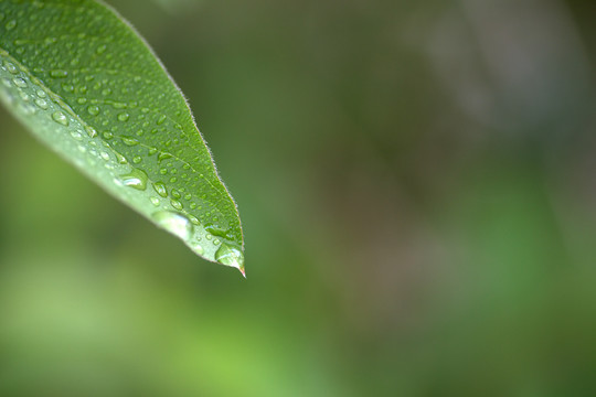 一片沾满露珠的叶子