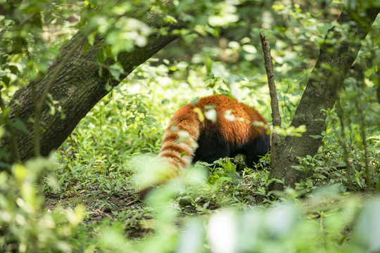 小浣熊