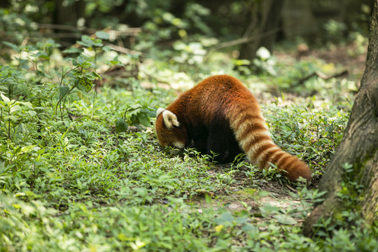 小浣熊