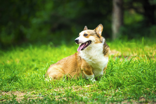 柯基犬