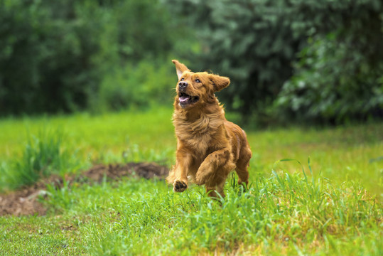 金毛犬