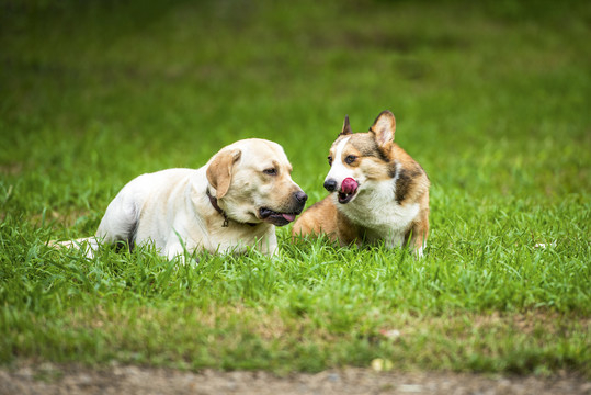 柯基犬与拉布拉多犬