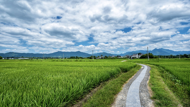 田间