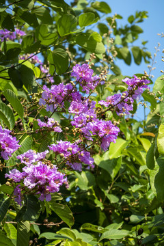 夏日紫薇花开