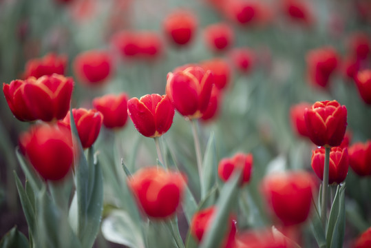 郁金香花