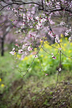 桃花