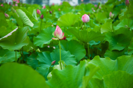 池塘里的一片荷花叶