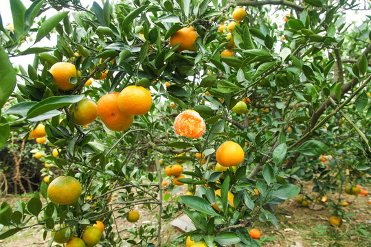 橘子种植基地